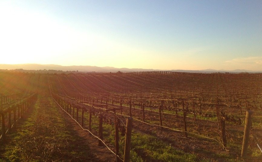 Steinbeck Vineyards in Paso Robles