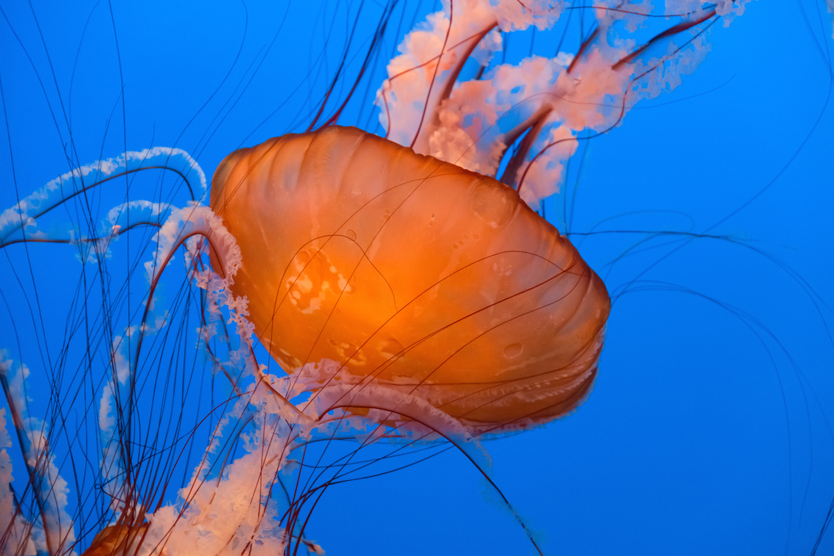 Sea Nettle jellyfish