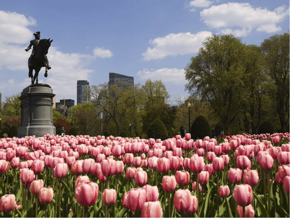 Pink Tulips and Statue in Boston's Public Gardens