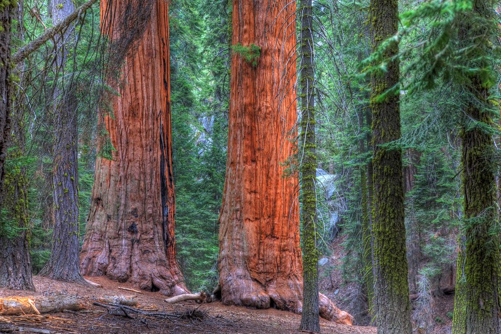 Redwoods in Sequoia National Park Near Visalia