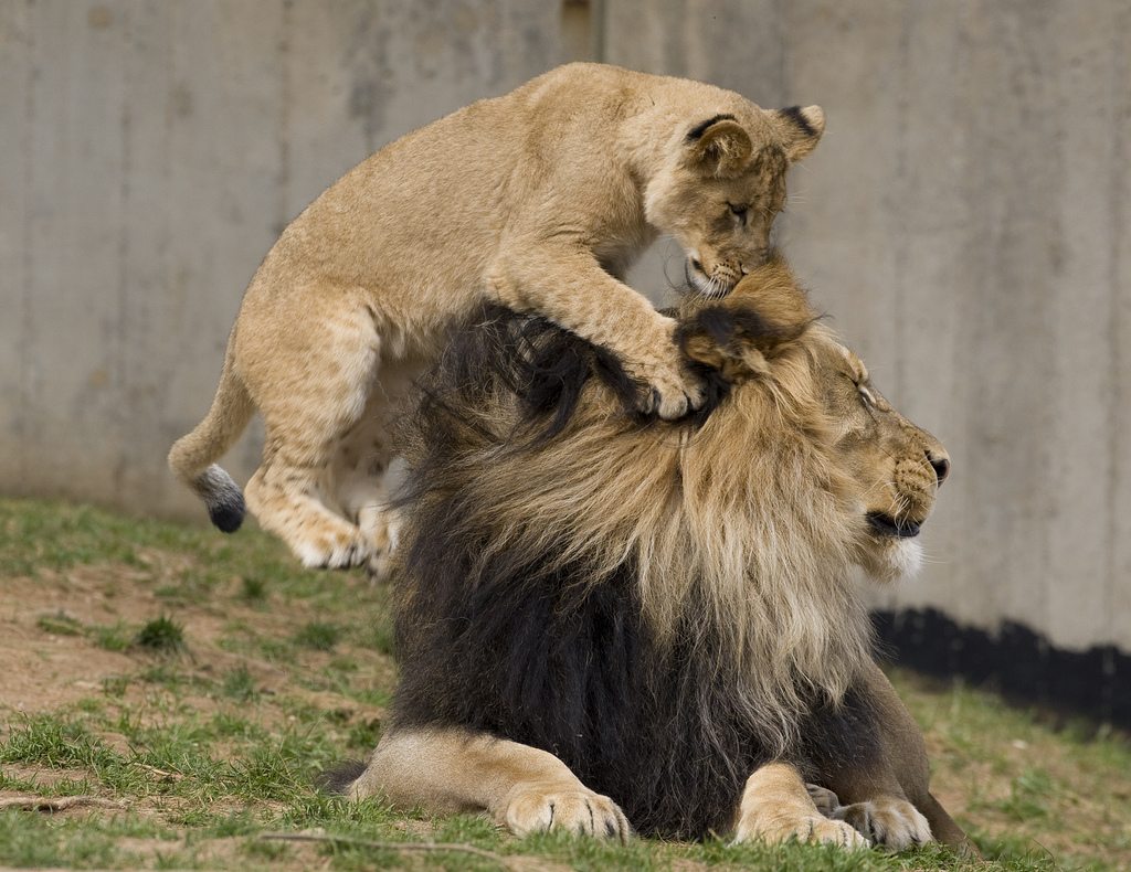 Baby Lion and Father
