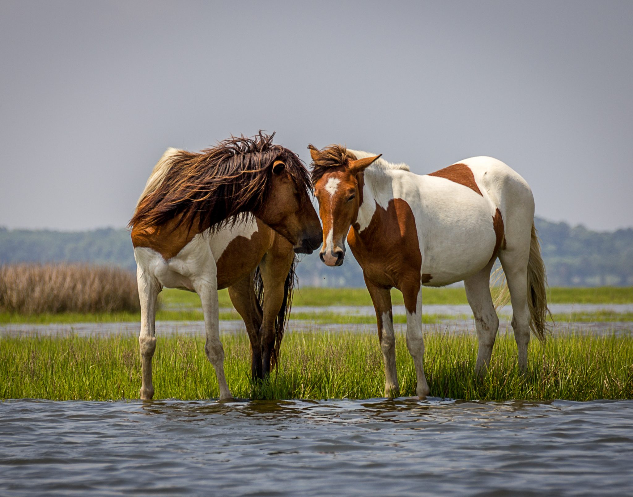 Two Wild Horses on Assateague Island