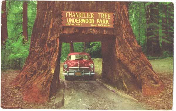 Drive-Thru Tree Park Postcard