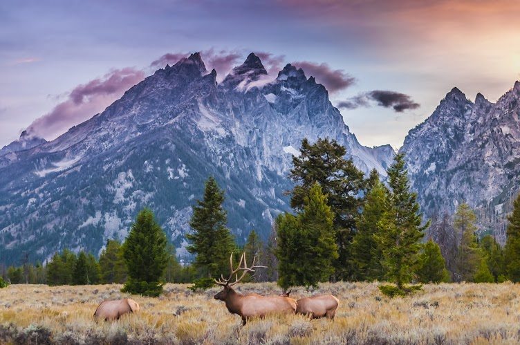 Elk Herd in the Grand Tetons