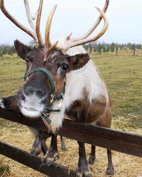 White and Brown Reindeer