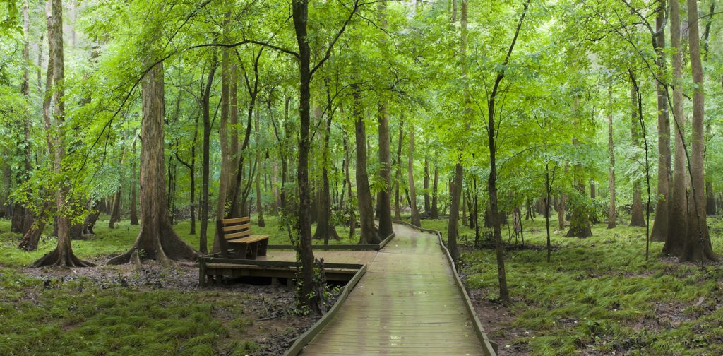 Boardwalk and Bench in Congaree National Park