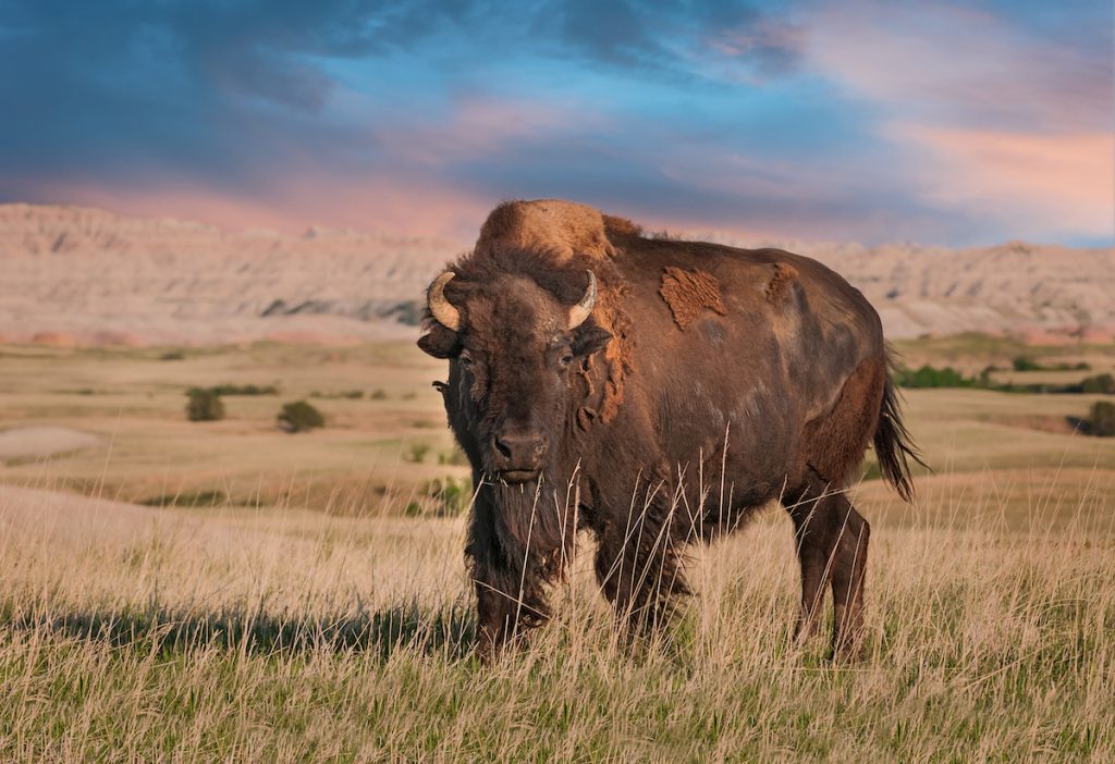 See Bison at Badlands National Park