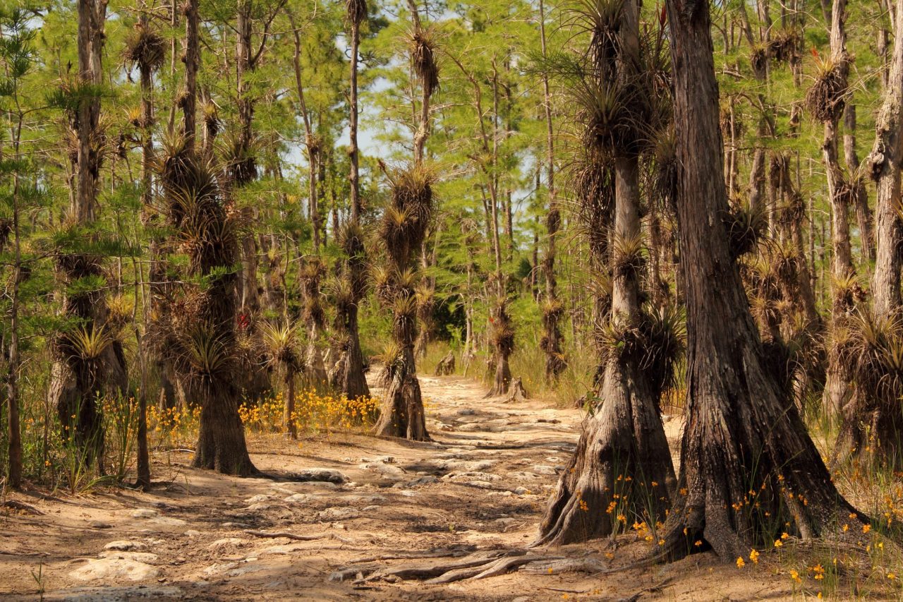 Big Cypress National Preserve