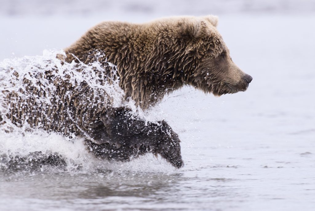 Coastal Brown Bear Running