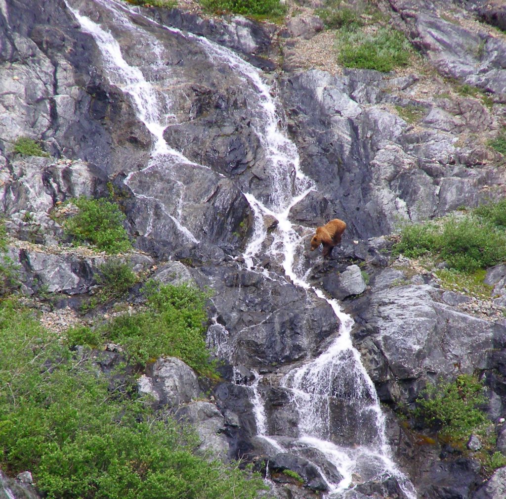 Bear and Waterfall at Glacier Bay