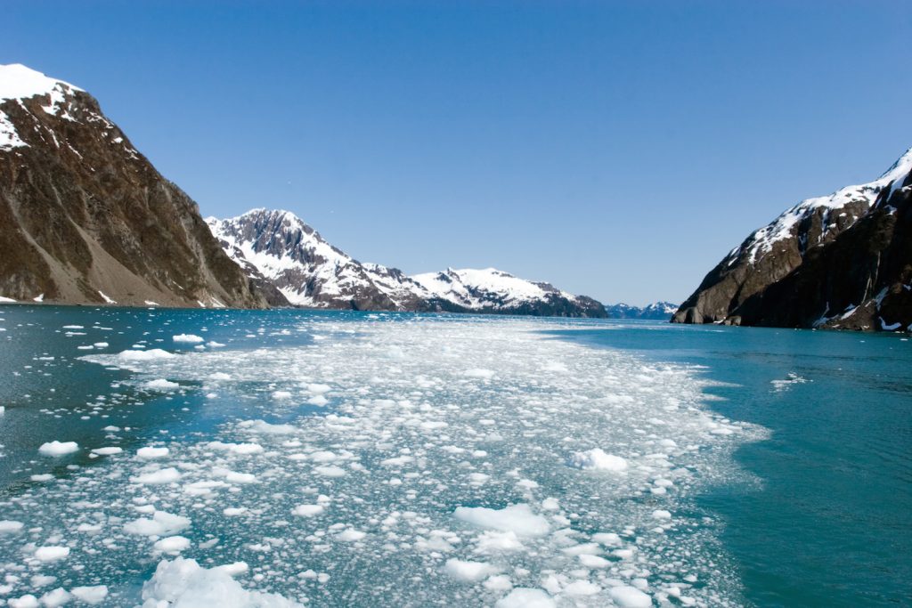 Glacier pieces swimming in the ocean in Alaska Kenai National Park