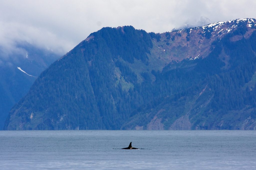 Orca at Kenai Fjords