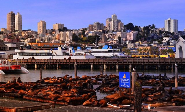 Seals in the San Francisco Harbor
