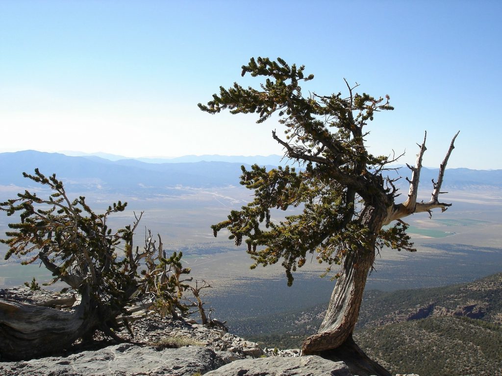 View from Great Basin National Park