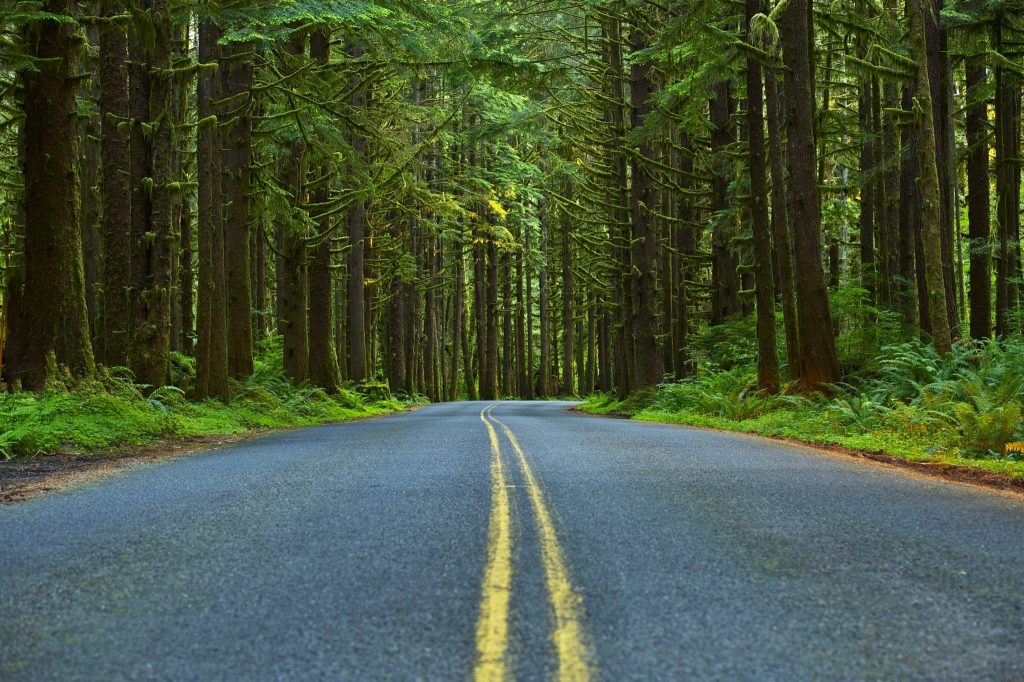 Mossy Forest Road - Washington State Olympic Peninsula
