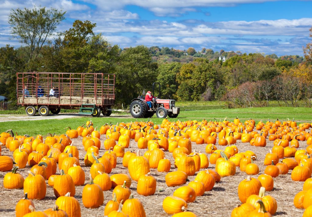 Pumpkin patch field on a farm in the fall with hayride