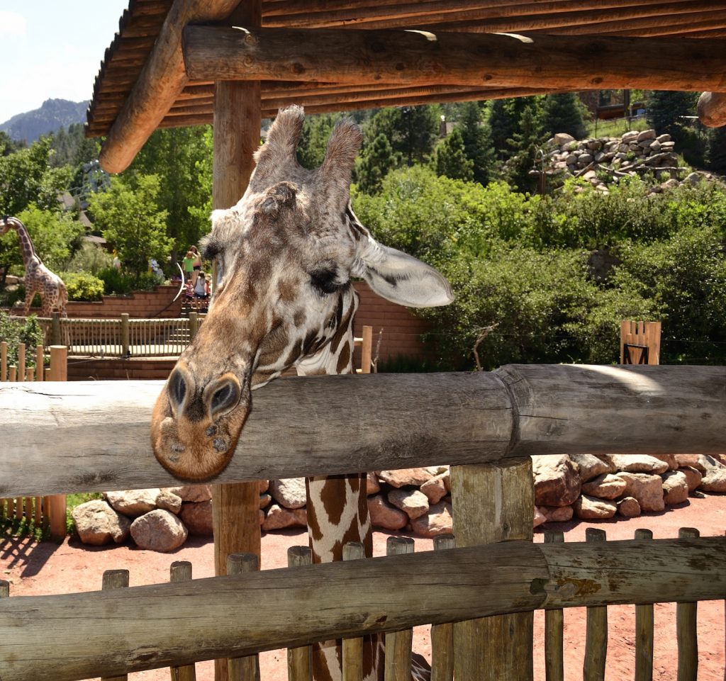Friendly giraffe stops to say Hi at the Cheyenne Mountain Zoo.