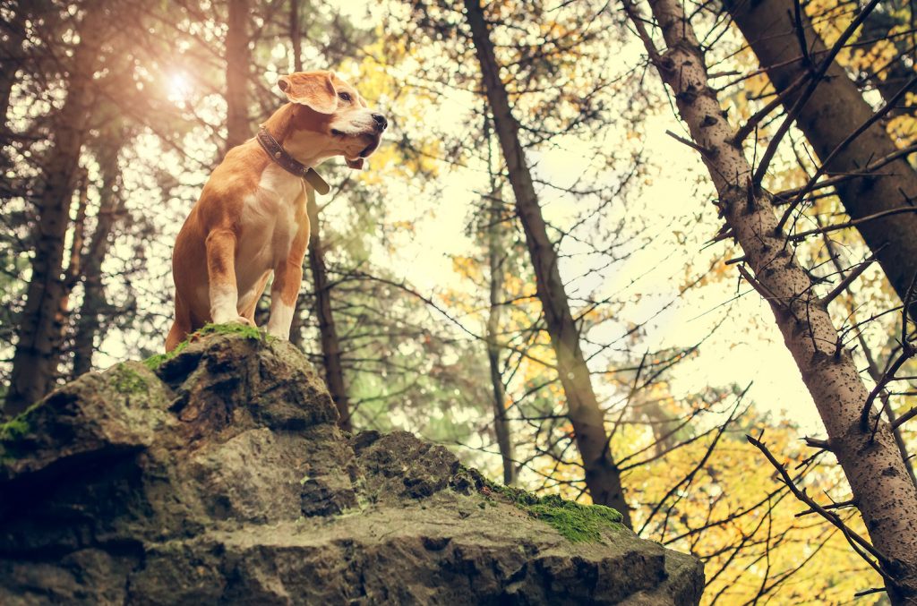 Beagle dog portrait in autumn forest 