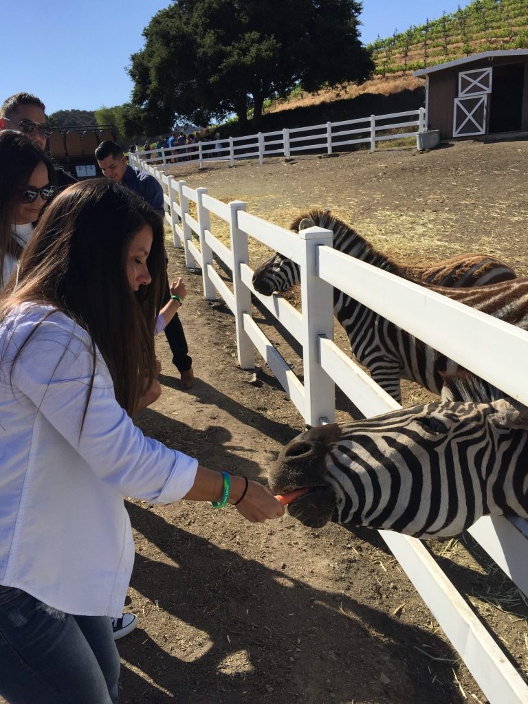 Feeding a Zebra