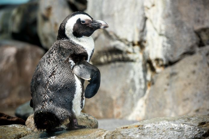 Monterey Bay Penguin