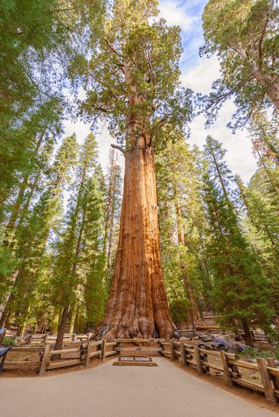 General Sherman Tree In Sequoia National Park, California Usa