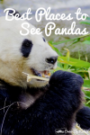 Panda eating grass