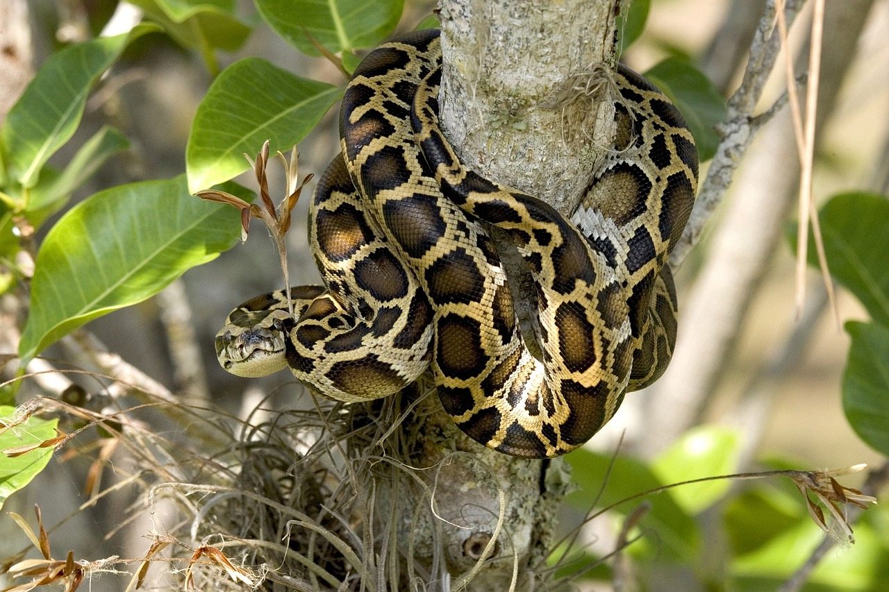 burmese-python-at-everglades