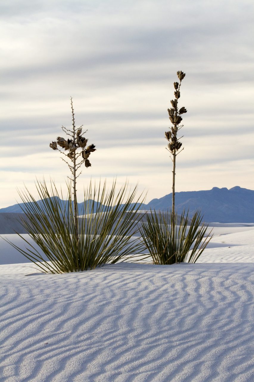 Yucca at White Sands National Monument near Alamogordo New Mexico