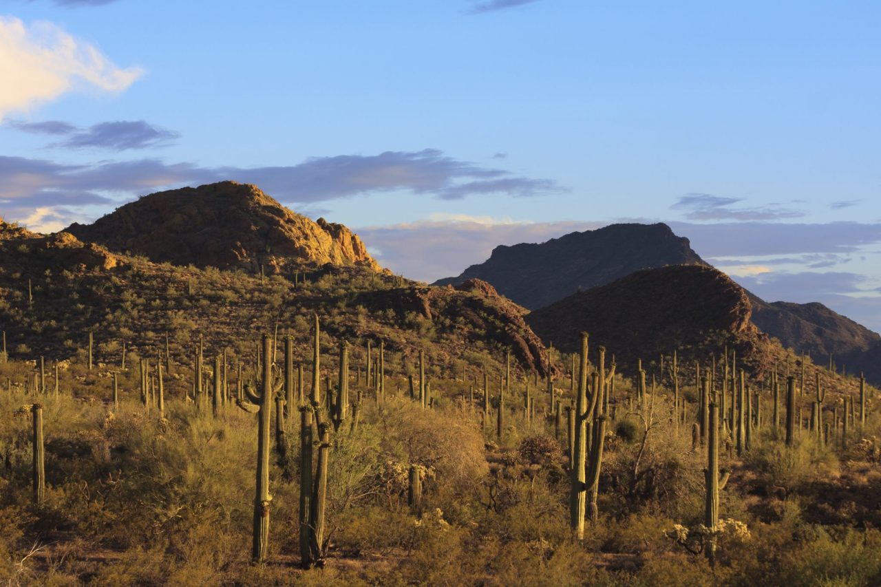 Saguaro cacti at Organ Pipe National Monument