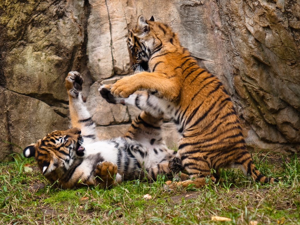 forth worth zoo tigers