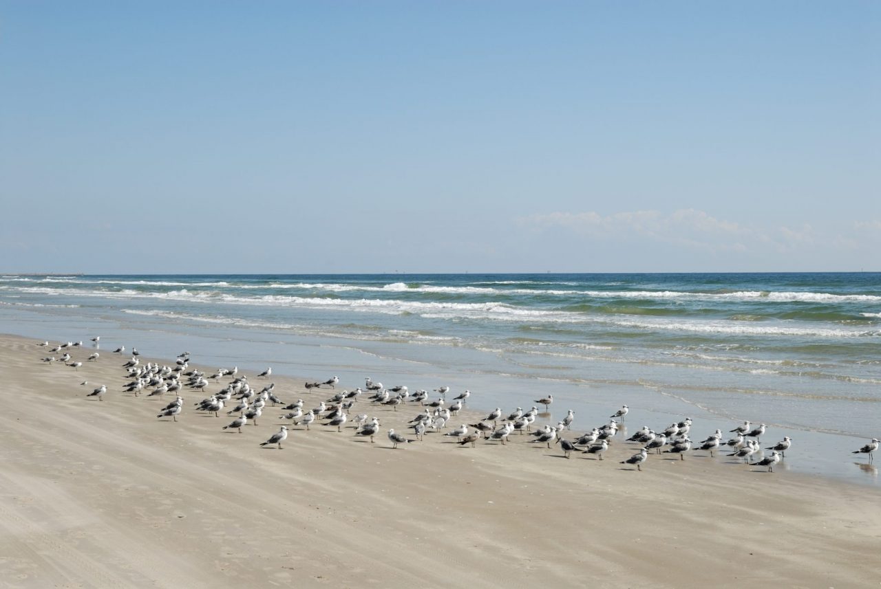 Seagulls on the beach of Padre Island south Texas USA
