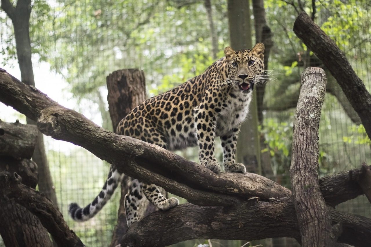 leopard - jacksonville zoo