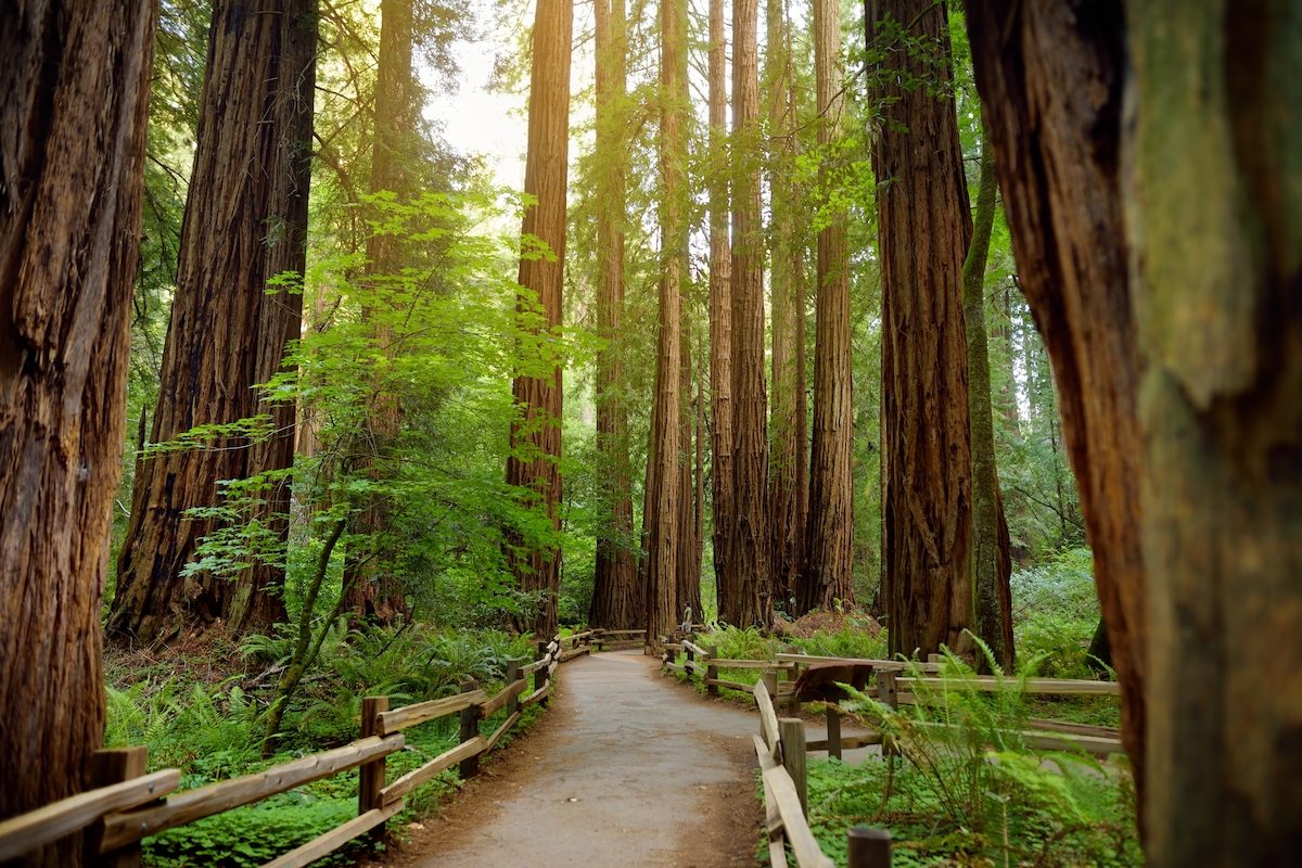 Golden Gate National Recreation Area: Muir Woods