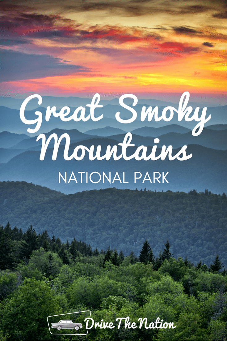 From scenic drives to beautiful nature and hiking trails, Great Smoky Mountains National Park is also home to over 1,400 bears!