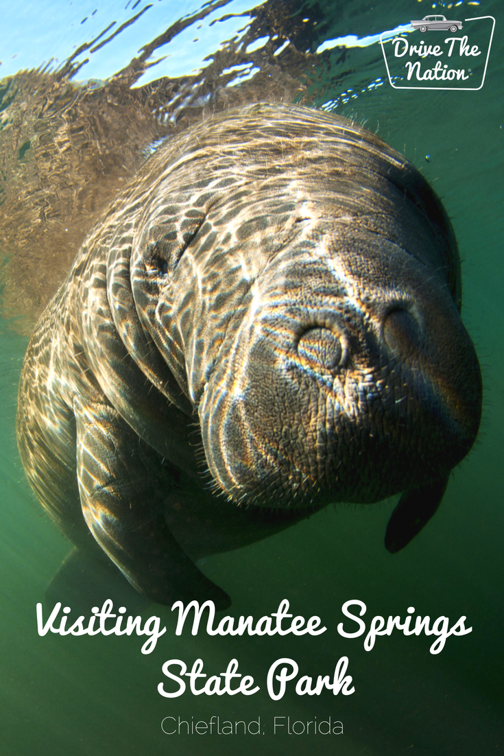 Just an hour outside of Gainesville, Manatee Springs State Park is an excellent spot for hiking, kayaking, snorkeling, and of course, seeing manatees! Learn more about visiting Manatee Springs in Chiefland, Florida.