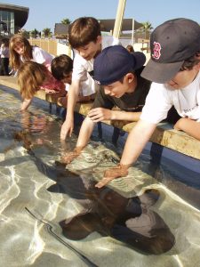 Pet Sharks at the Aquarium of the Pacific