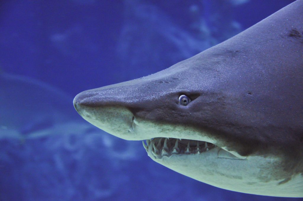 close up head shot of a sand tiger shark swimming in water 