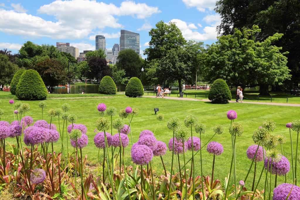 Close up of fuschia colored flowers in the Boston Public Garden , with a field, trees and tall buildings in the background