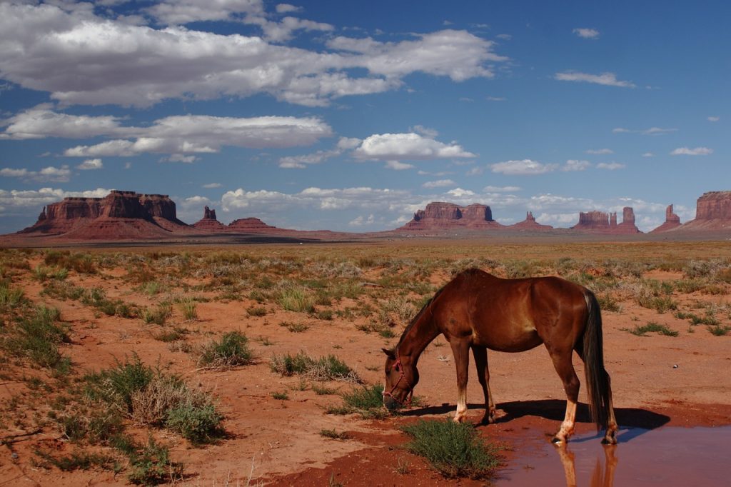 a brown horse sipping water from a puddle in the middle of the sunny dessert in Monument Valley, Utah