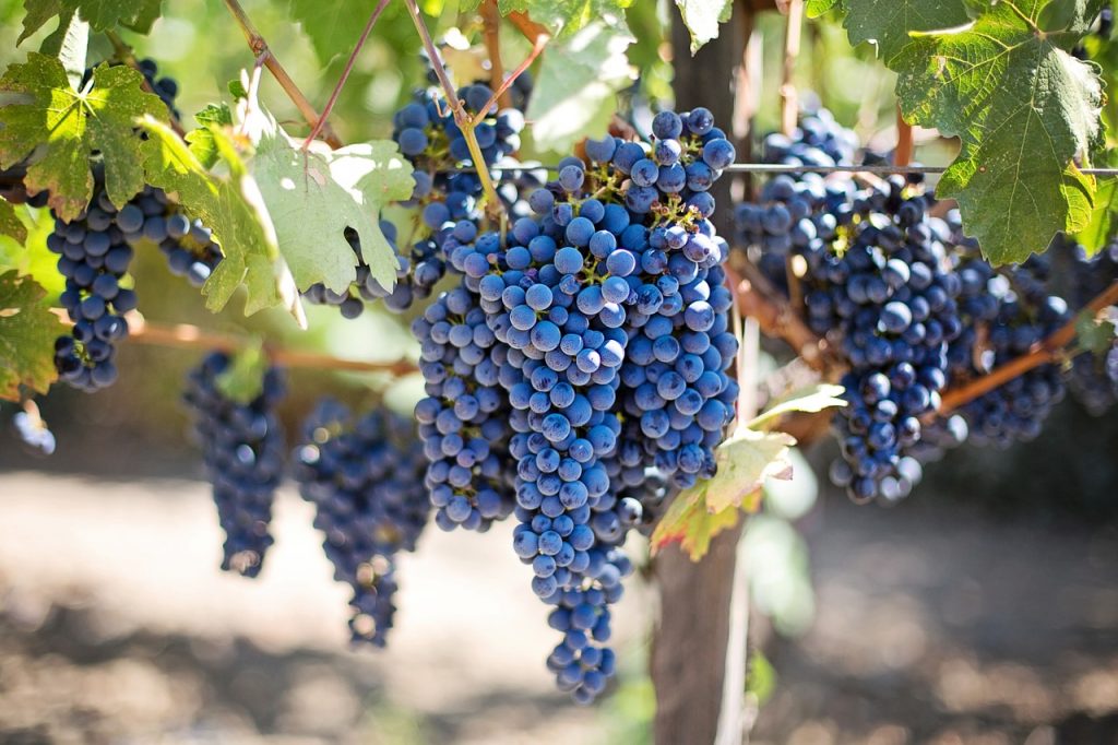 purple grapes hanging in a wine vineyard 