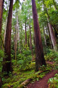View of tall trees, greenery and a dirt walkway in the Basin Redwoods State Park California