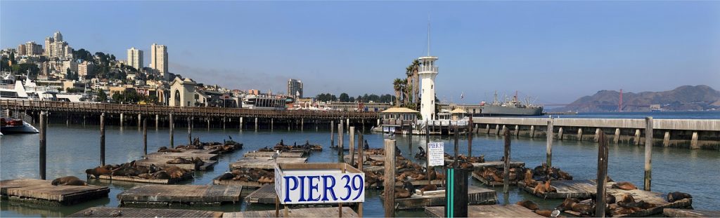 Sea Lions scattered all over the dock on Pier 39 in San Francisco