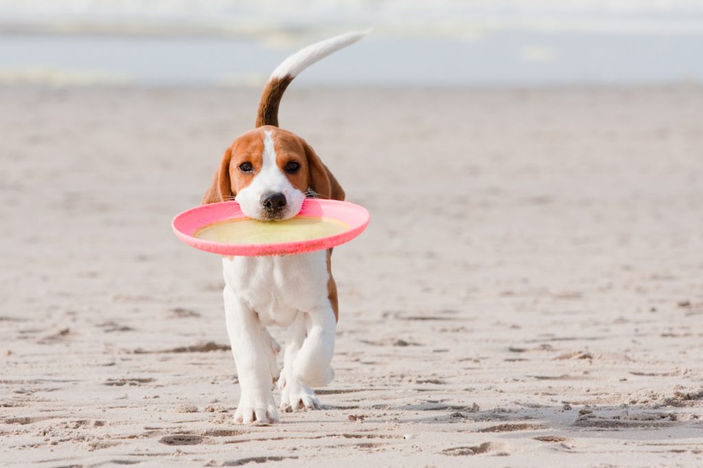 Small dog beagle puppy playing with on beach