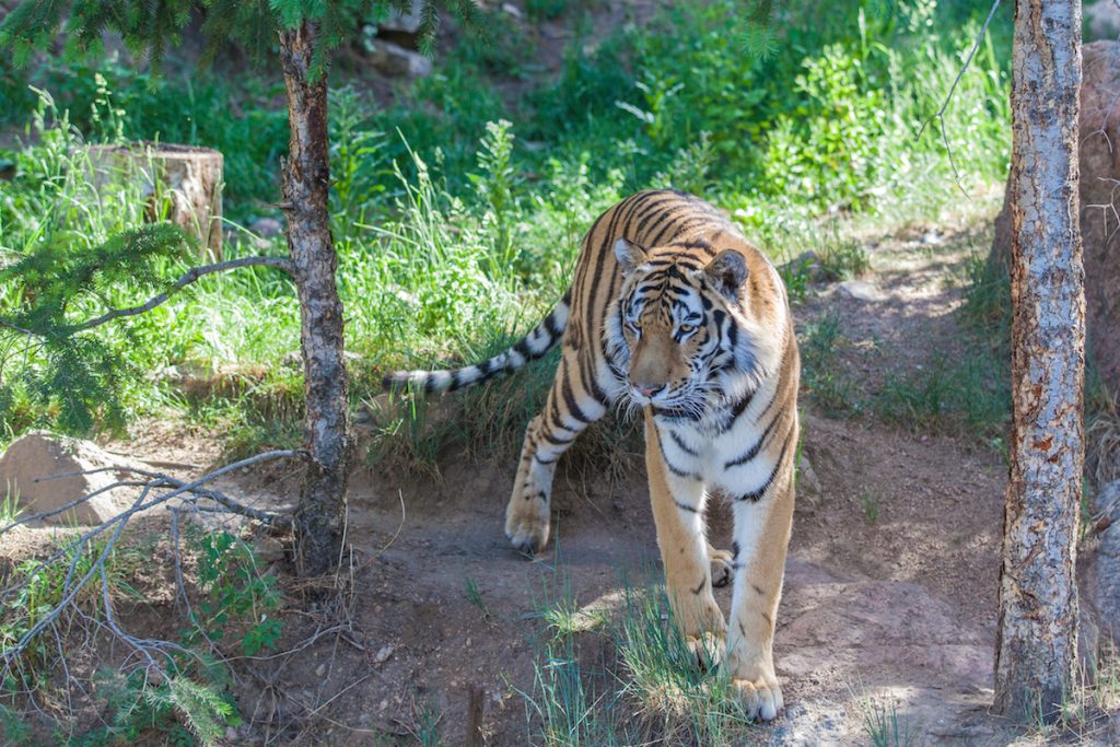Siberian tiger in a zoo 