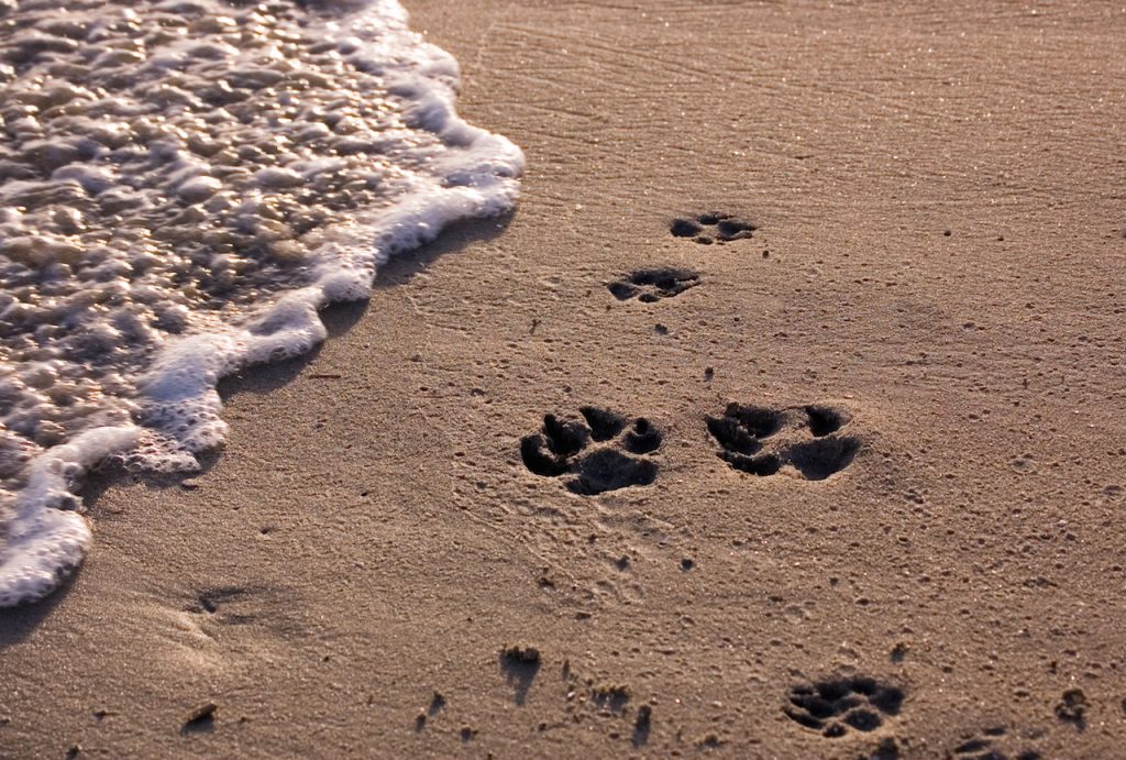Dog paw prints on beach with surf.