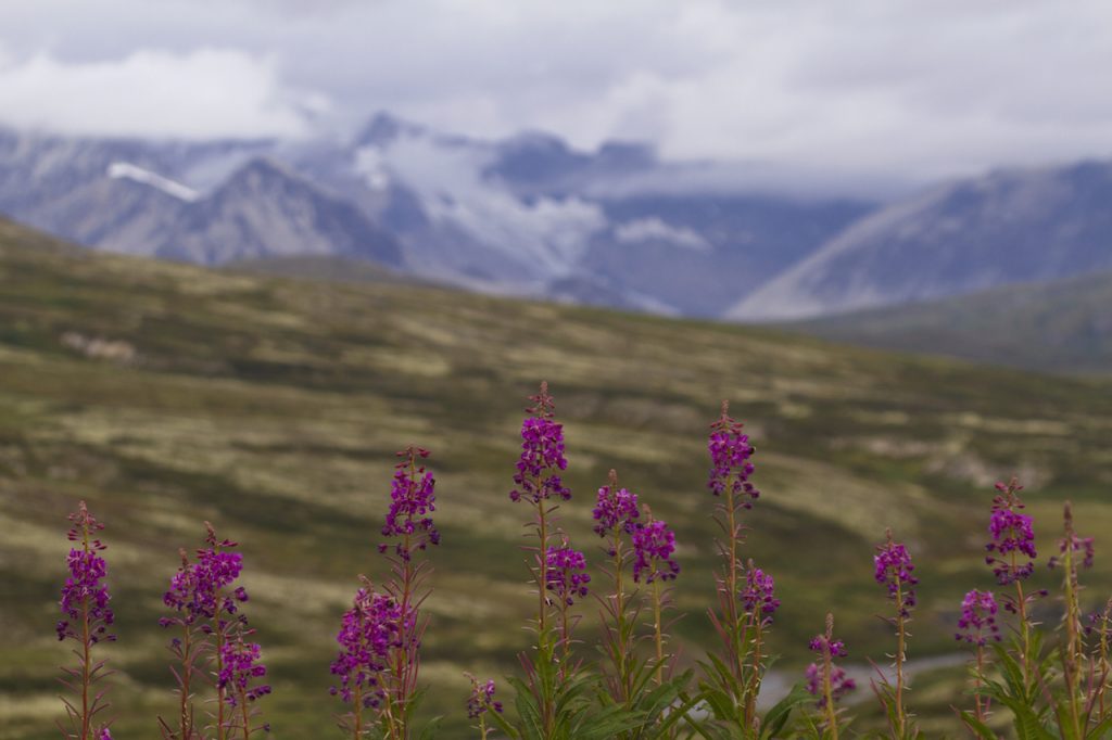 Selected focus on wildflowers in bloom along Haines Highway with snow and fog of St. Elias Mountain Range behind