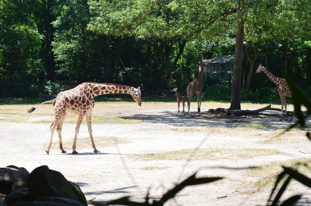 three giraffes and one baby giraffe standing in the sunshine at the the Riverbanks Zoo in SC.