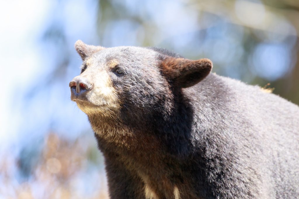 American Black Bear Details. The American black bear (Ursus americanus) is a medium-sized bear native to North America.