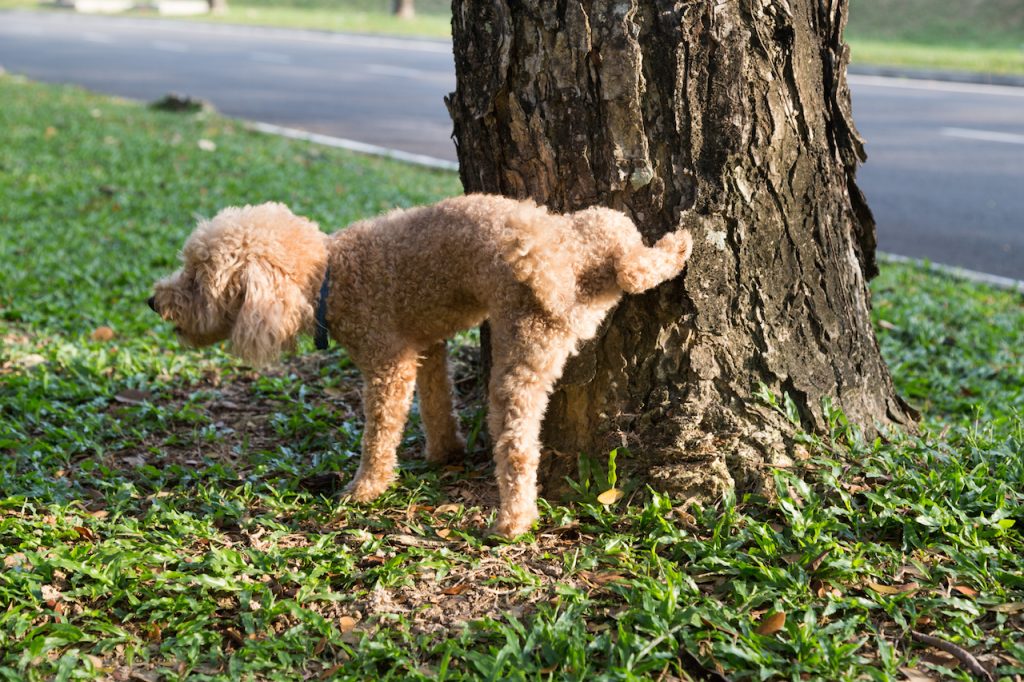 Male poodle urinating on a tree trunk
