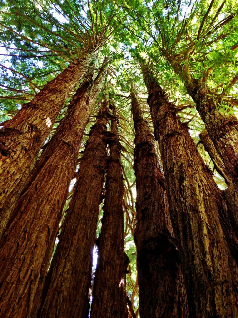 Biggest Trees to See in the US